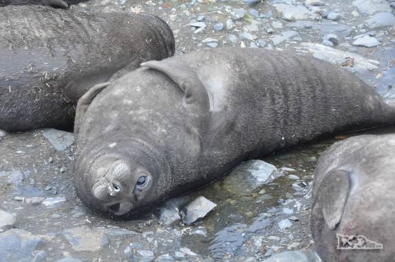 Um preguiçoso filhote de elefante marinho em praia de Prion Island, na Geórgia do Sul